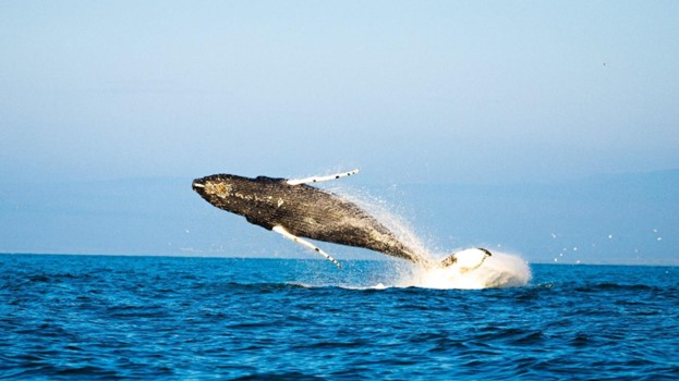 John Wnek of New Jersey on Advancing Marine Conservation with NOAA Marine Debris Grants