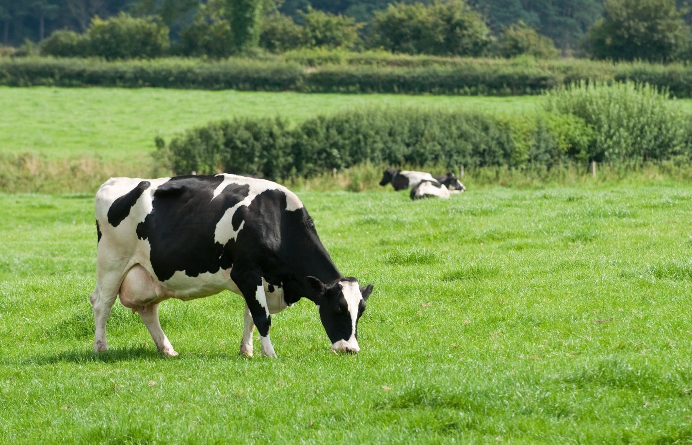 Kenston Farms On What Does “Grass-Fed and Grain-Finished” Really Mean?