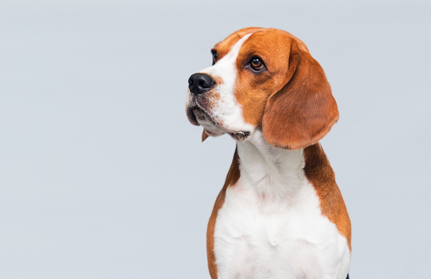 Michelle Kangas Huff: The Power of Advocacy—Why Your Voice Matters for Animal Rights
