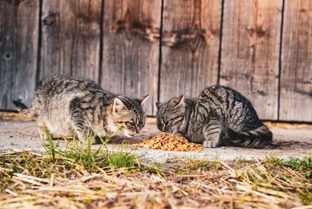 Natural Cat Deterrents vs. Electronic Repellents: Which Is Better?