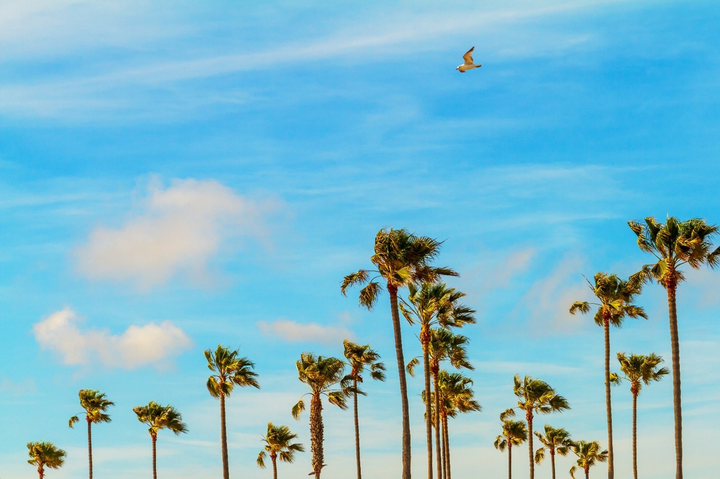 Ramin Messian of Los Angeles on Location, Location, Experience