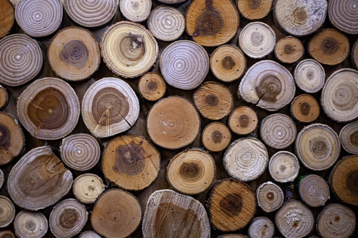 Choosing the Right Wood for Your Project: Richard R Wilk’s Guide to Types and Qualities