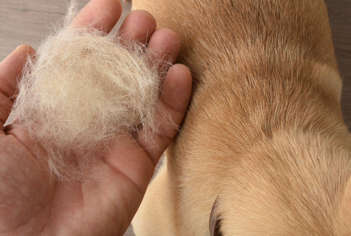 person holding dead hair from dog
