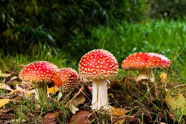 With the progress and development of the wellness industry, the powerful Amanita Muscaria mushrooms have found their rightful place and have really become an alternative and popular choice for people who want natural supplements. These shrooms are recognized for their unique elements and potential therapeutic benefits, and Amanita Muscaria gummies have quickly become a staple in many people's wellness routines.