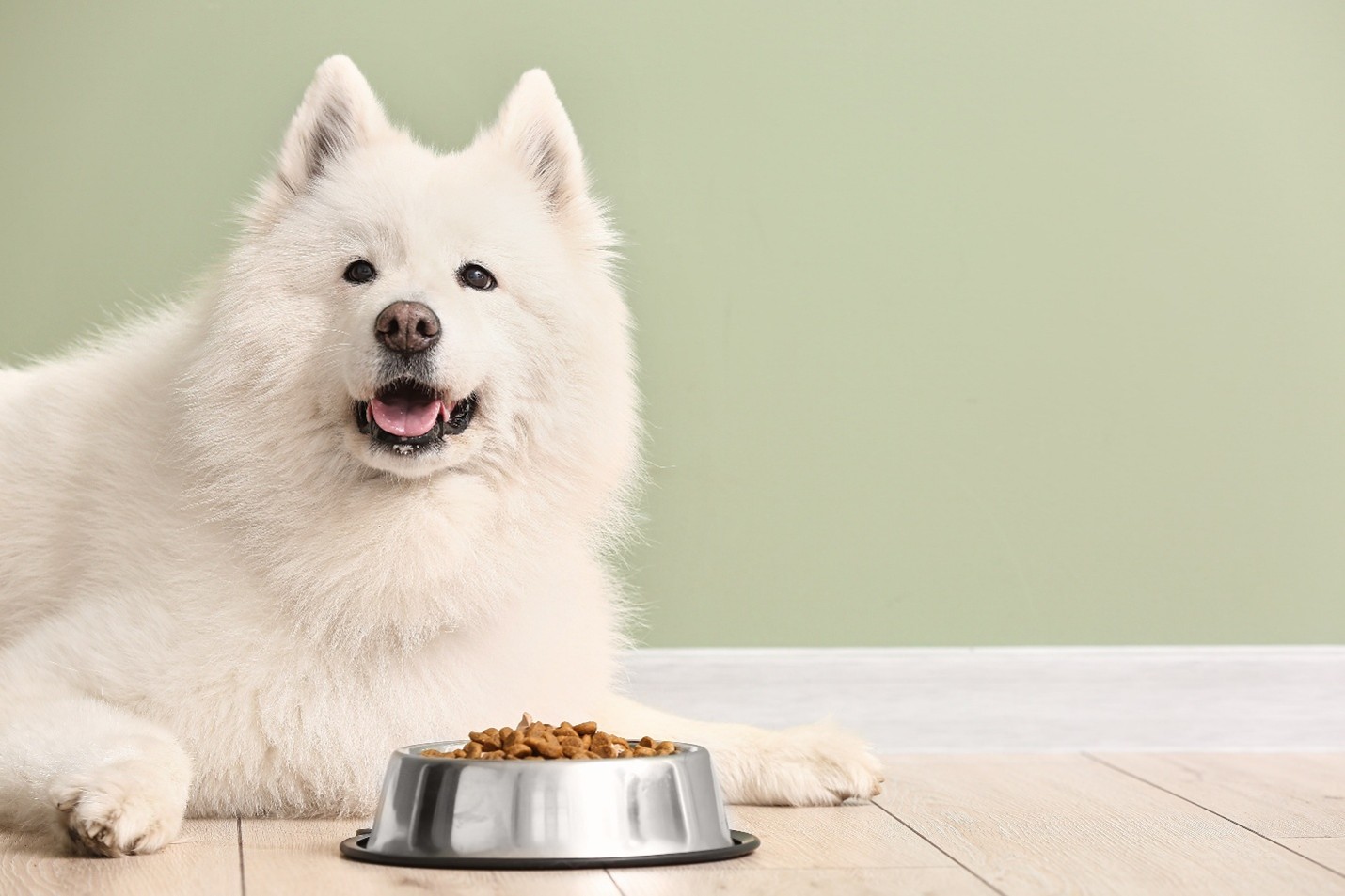 The Pride Dog Food
