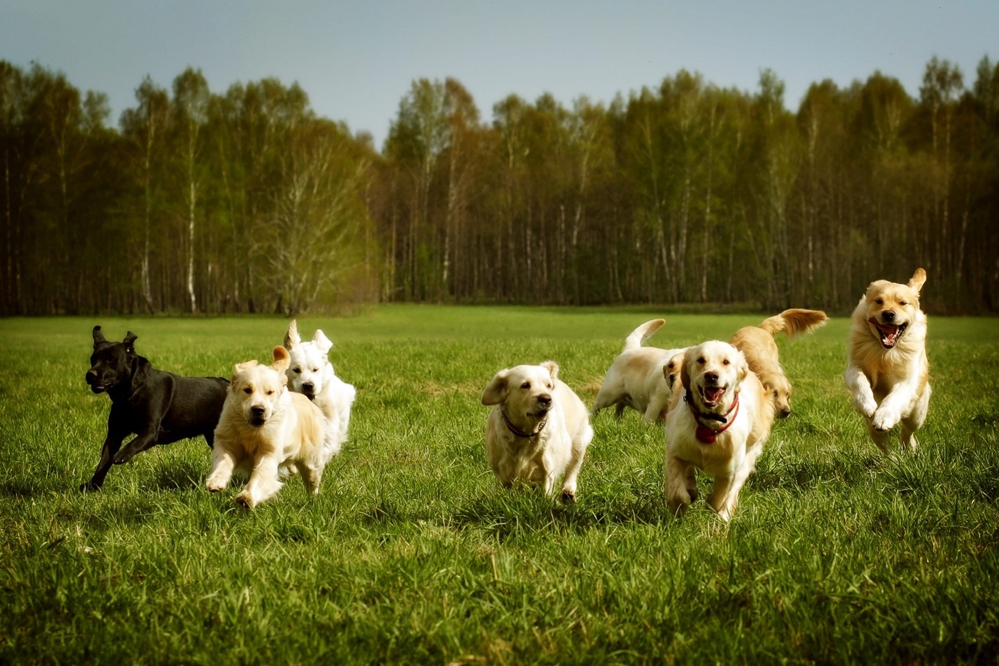 The Pride Dog Food Feeding for Maintenance