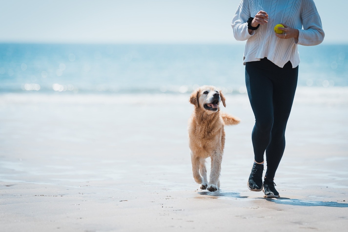The Pride Dog Food Low Fiber, High Impact: How Digestibility Affects Your Dog’s Health and Hygiene