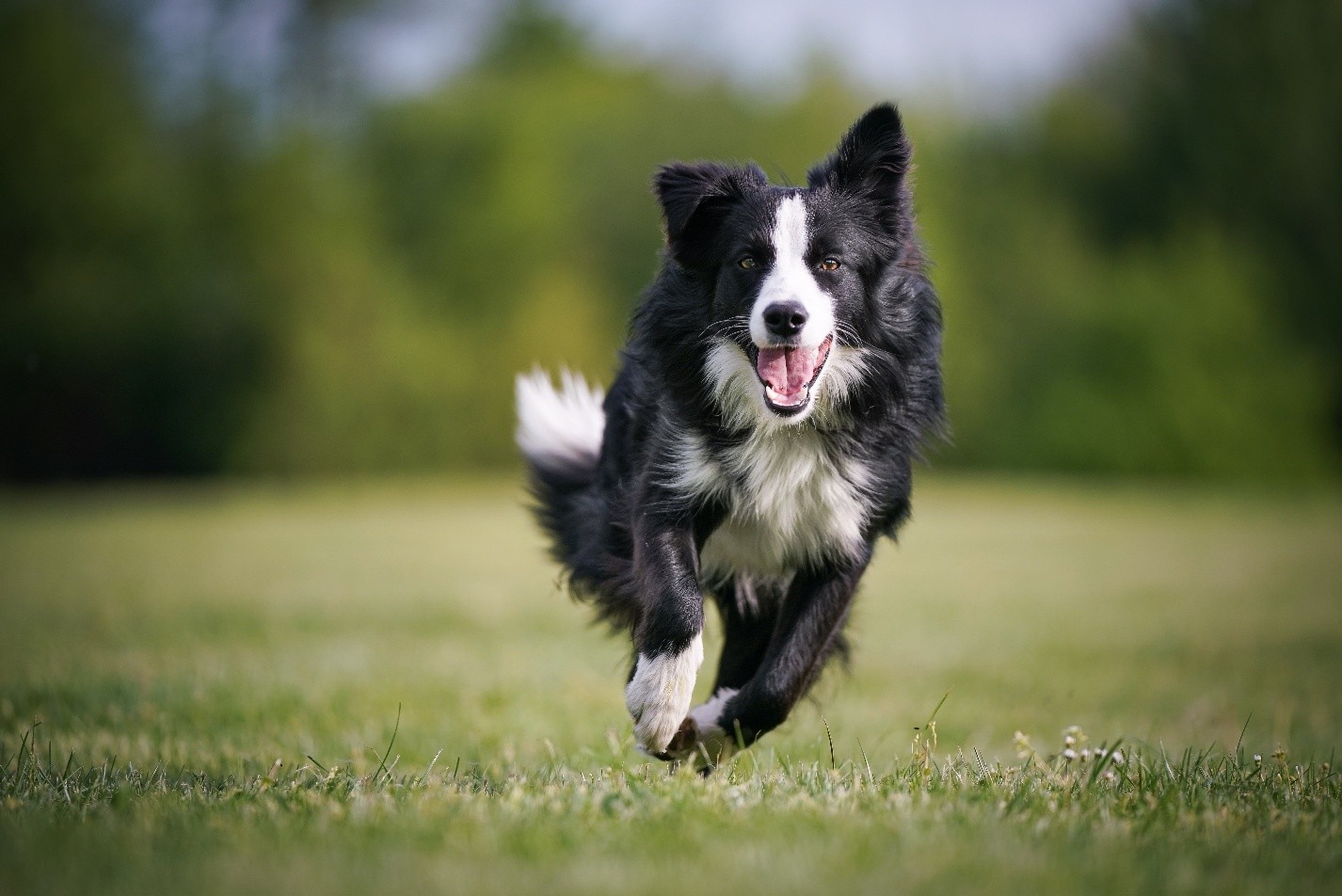 The Pride Dog Food Protein and Fat