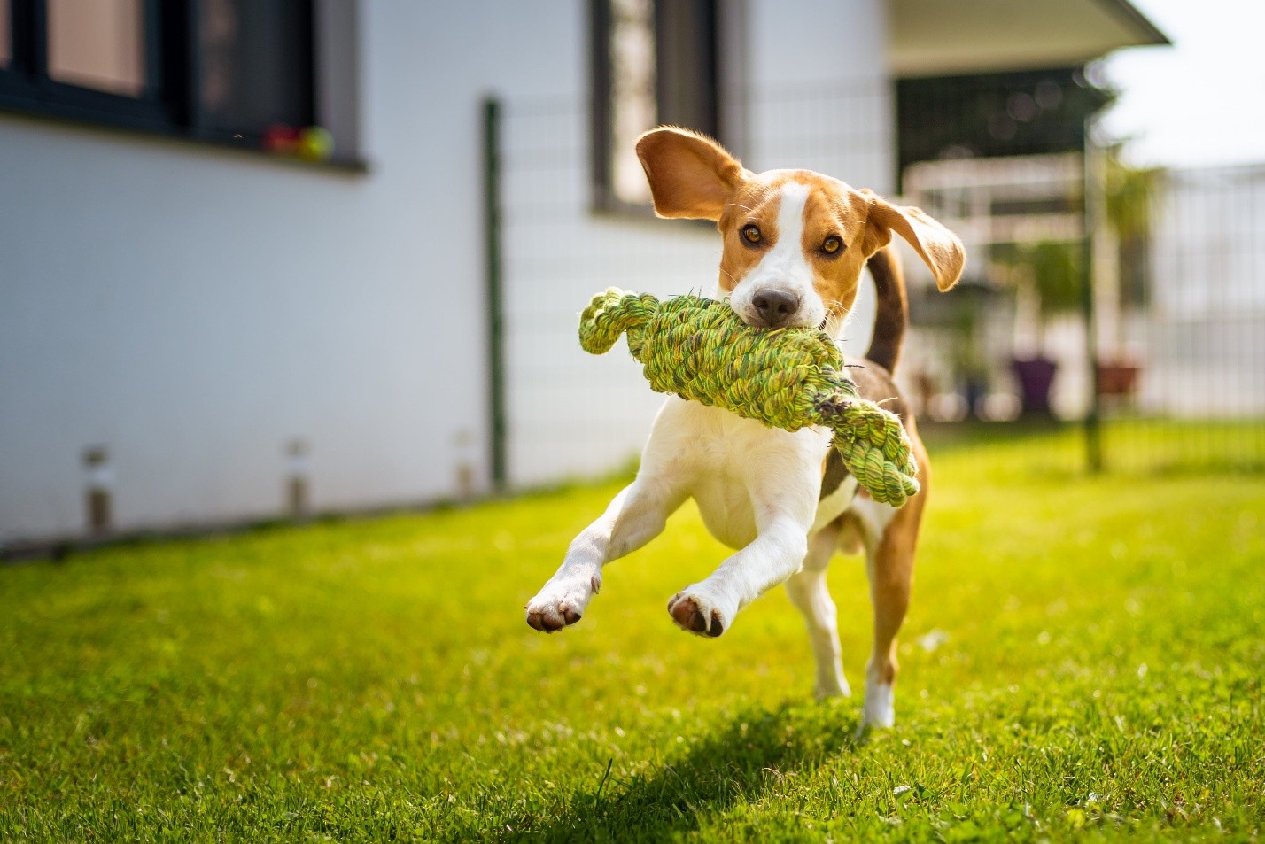 The Pride Dog Food for Puppies to Pros