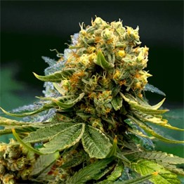 Ak-47 Autoflower Cannabis Plant