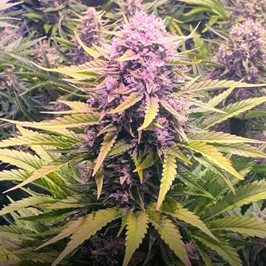 Do-si-dos autoflowering cannabis plant